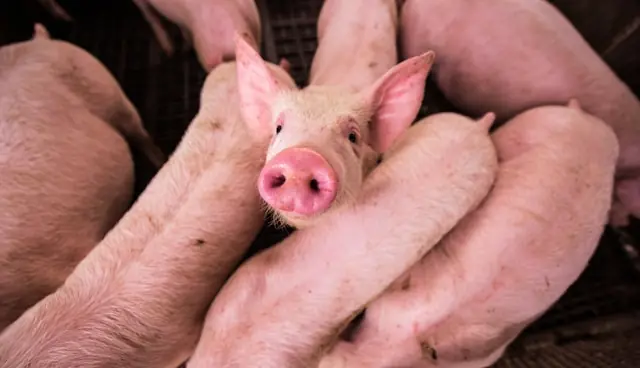 2025 kehrte Smithfield Foods an die Nasdaq zurück. Hier gibt’s Hintergrundinformationen zum IPO, zur Bewertung sowie zu Marken und Geschäftsmodell des weltweit größten Schweinefleischverarbeiters.