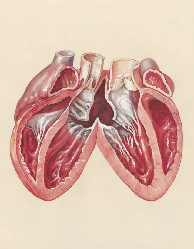 Anatomische Illustration eines aufgeschnittenen Herzens mit sichtbaren Vorhöfen und Kammern zum Heartflow-Börsengang an der Nasdaq