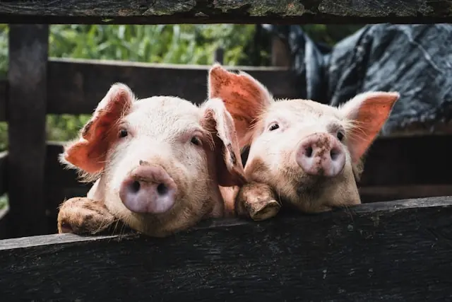 Smithfield Foods plant ein Comeback an der Nasdaq unter dem Ticker SFD. Der größte US-Schweinefleischverarbeiter erzielt rund 14 Milliarden US-Dollar Umsatz und ist unter anderem mit Marken wie Smithfield und Nathan’s Famous vertreten.