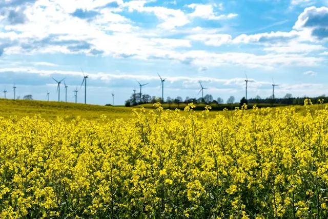 Blühendes Rapsfeld mit Windrädern am Horizont als Bezug zur Rolle von Bloom Energy als Stromlieferant des KI-Booms