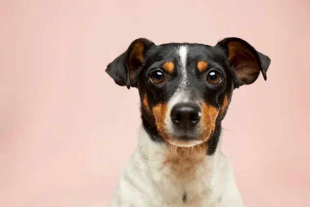 Kleiner schwarz-weiß-brauner Hund mit aufmerksamem Blick vor einem einfarbig hellrosa Hintergrund. Der Hund blickt direkt in die Kamera und hat aufgestellte Ohren.